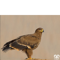 گونه عقاب صحرایی Aquila nipalensis